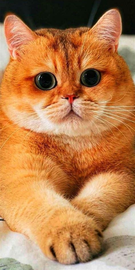 Pretty Cats, Beautiful Cats, Animals Beautiful, Animals And Pets, Baby ...