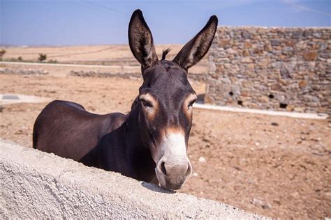 how to pronounce burro