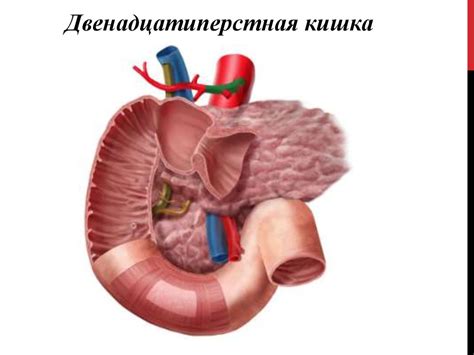 Топографическая анатомия тонкой кишки - презентация онлайн