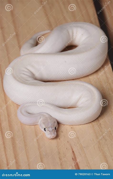 White Python Snake
