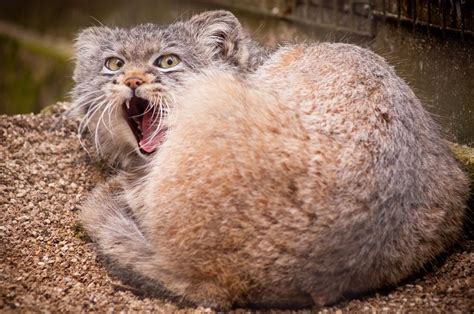 Manul Cat - The Most Expressive Cat In The World