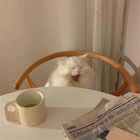 New Media Posted in My Account in Instagram | Очаровательные котята ...