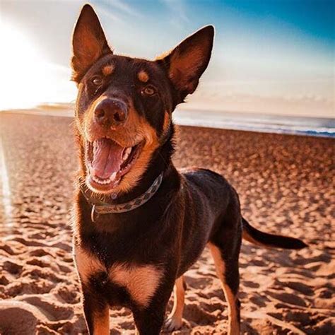 Kelpie Dog Breed Information | Purina