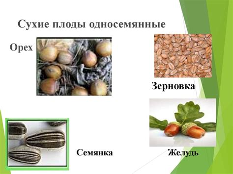 Типы соцветий - презентация онлайн
