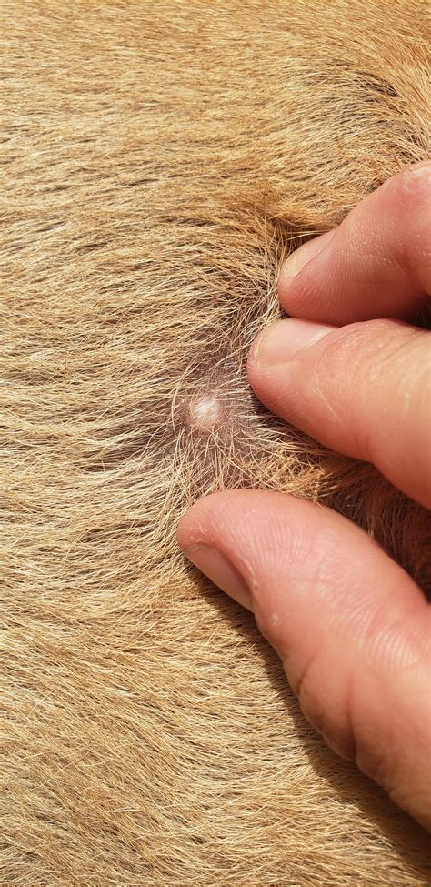 Just noticed this soft-ish white bump on my dog's fur; any thoughts on