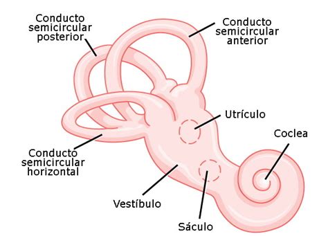 Las Partes del OÍDO Interno | Centro Auditivo Estaire