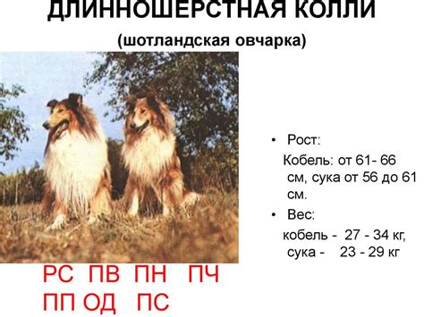 Система классификации пород собак - презентация онлайн