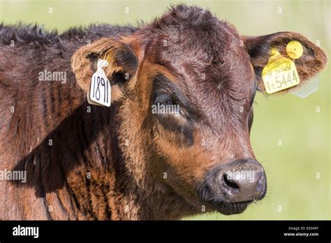 Cow id numbers hi-res stock photography and images - Alamy