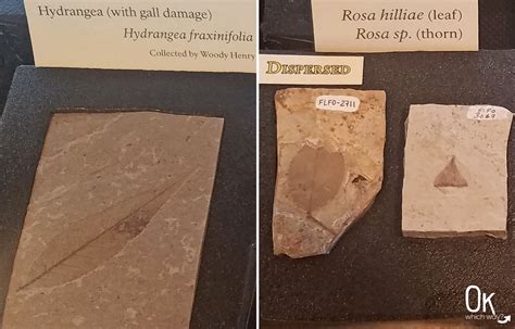 exploring florissant fossil beds national monument