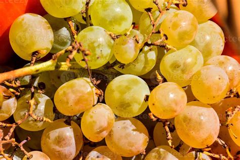 fresh grape cluster  stock photo  vecteezy