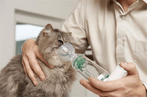 Астма у кошек | Домашние животные