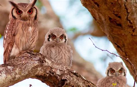 wallpaper animals tree wildlife  owls  mobile  desktop