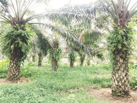 buscan reactivar produccion de palma aceitera elcapitalfinancierocom