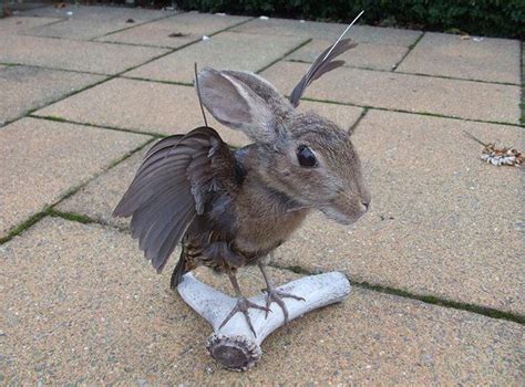 actual hybrid animal taxidermy experiment  post rwtf