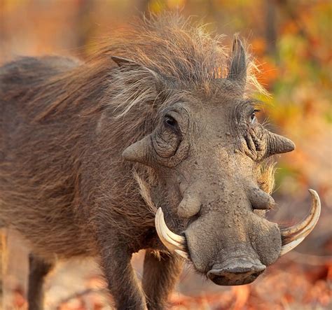 Albino Warthog - Rare African Wildlife