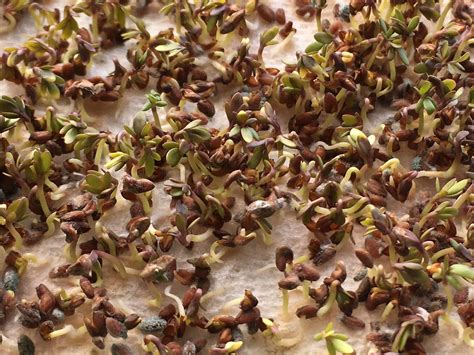 Growing Cress Indoors - Homegrown Herb Garden