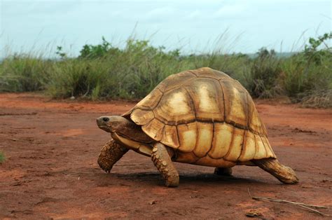 The Angonoka tortoise - Forgotten Nature