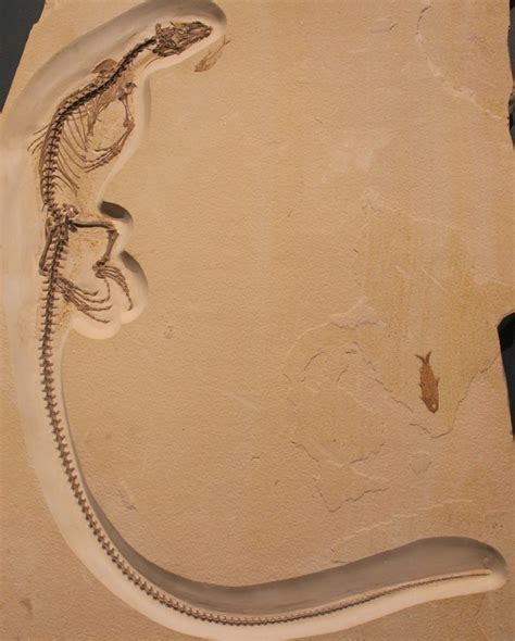 Fossil Lake Iii Unicornado Fossil Lake Anthologies 7