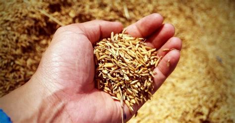 aklan hybrid palay demo project increases yield