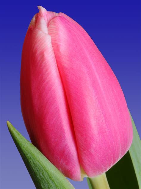 Milkshake® - Remarkable Tulips