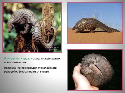 Характеристика млекопитающих - презентация онлайн
