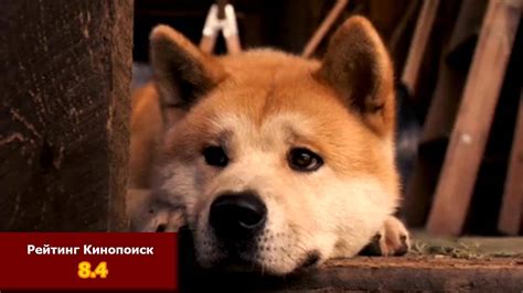 Фильмы про собак, для просмотра всей семьей | Druno.ru