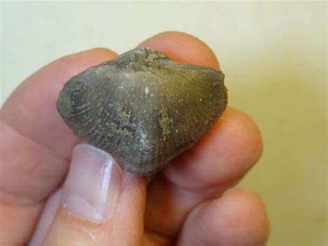 Brachiopods - 3-D Hebertella occidentalis a.jpg - Members Gallery - The ...