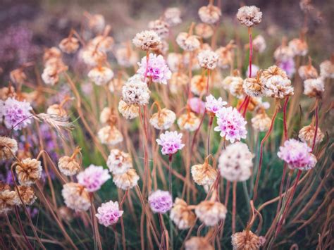 Pink Sea Thrift Flowers · Free Stock Photo
