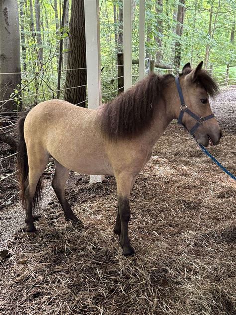 Falabella Blend Miniature