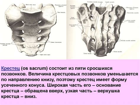 Анатомия и физиология женских половых органов - презентация онлайн
