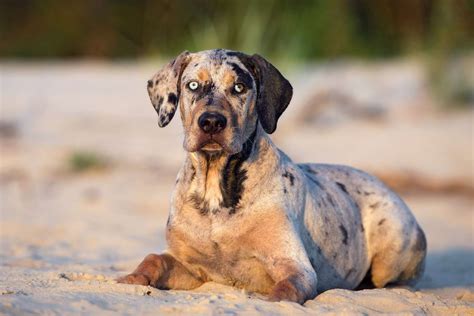 11 Fascinating Facts About Catahoula Leopard Dog - Facts.net