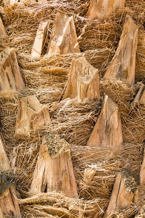 palm tree trunk texture  stock photo public domain pictures