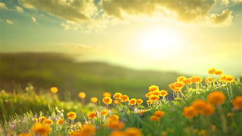 Download Yellow Flower Morning Sunshine Field Nature Flower HD Wallpaper