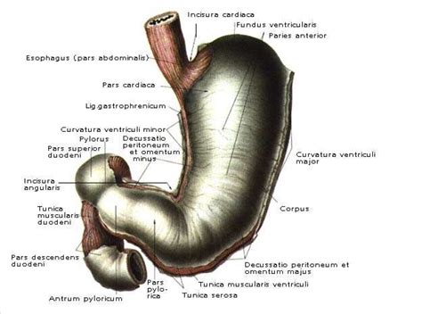 Травна система – АНАТОМ | ANATOMIST