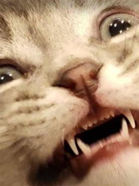 20+ Heartwarming Moments When Pets Stole the Spotlight and Our Hearts ...