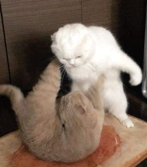 Tổng hợp meme tát hài hước cho thức tỉnh