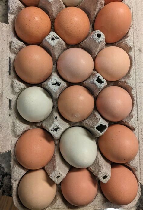 6 Unwashed Colorful Chicken Eggs-barnyard Mix and Pasture Raised - Etsy