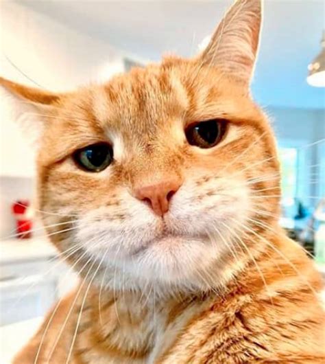 serious cat Memes - Imgflip