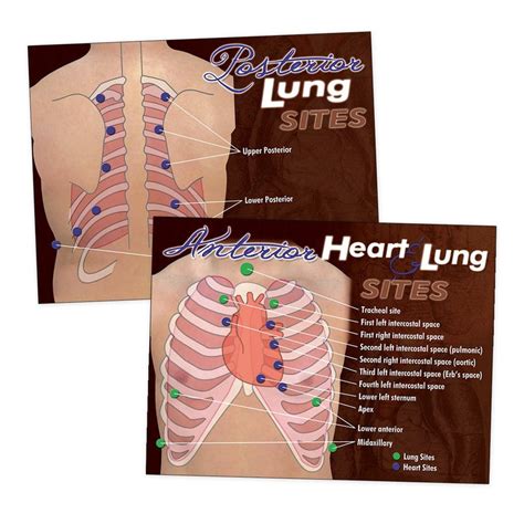 auscultation posters set