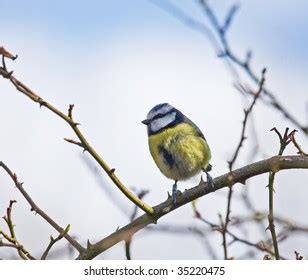 111 Perky tits Images, Stock Photos & Vectors | Shutterstock