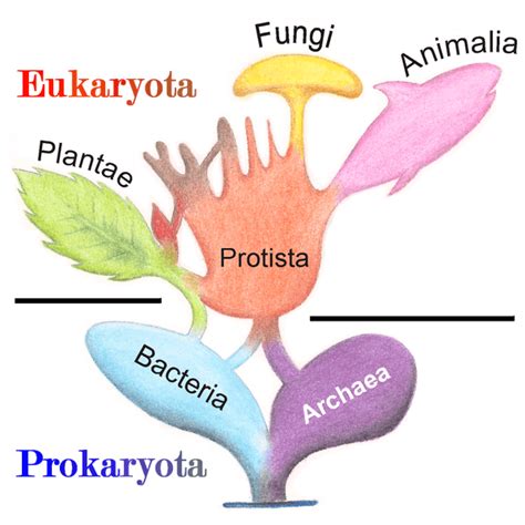 A Simple Explanation of the 6 Kingdoms of Life