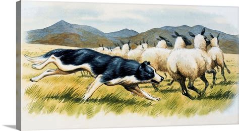 Border Collie Herding Sheep | Great Big Canvas