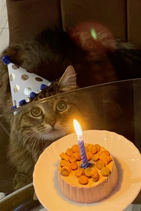 день рождение кота /cat birthday/cat/ кот в колпаке/ кот и торт в 2024 ...