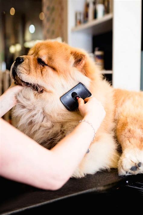 Lapki.pet - Многие собаки 🐶 линяют. Кто-то в большей степени, кто-то в ...