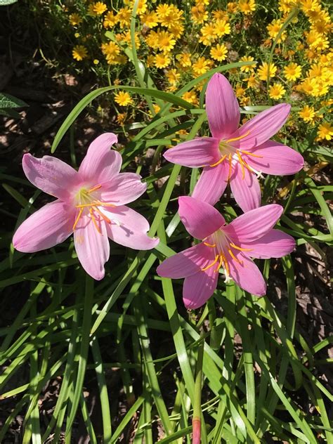 Pink Rain Lilies in Full Bloom
