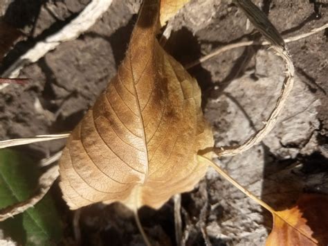 Dry autumn plants photo