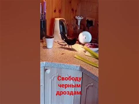 Жизнь вне клетки. - YouTube