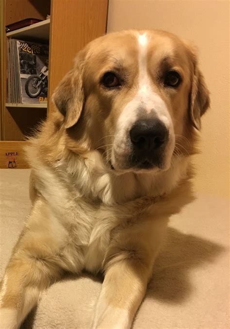 Greek Shepherd Dog