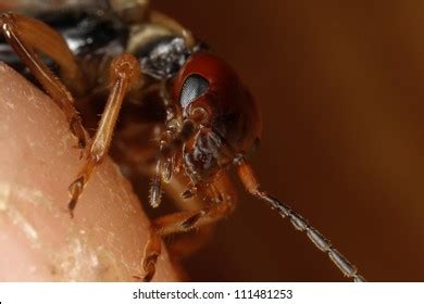 earwig close  royalty  images stock  pictures