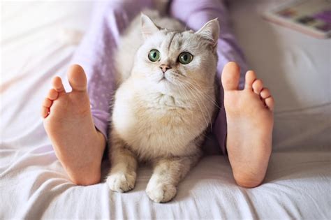 Милый белый британский кот отдыхает дома на кровати между босыми ...